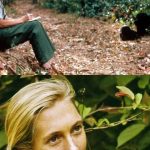 Muere Jane Goodall protectora de los chimpancés