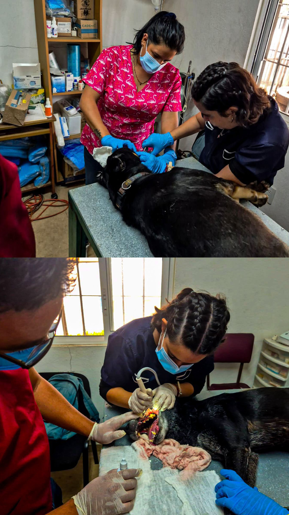 Cuernavaca promueve el cuidado y bienestar de animales en resguardo municipal con jornada de profilaxis