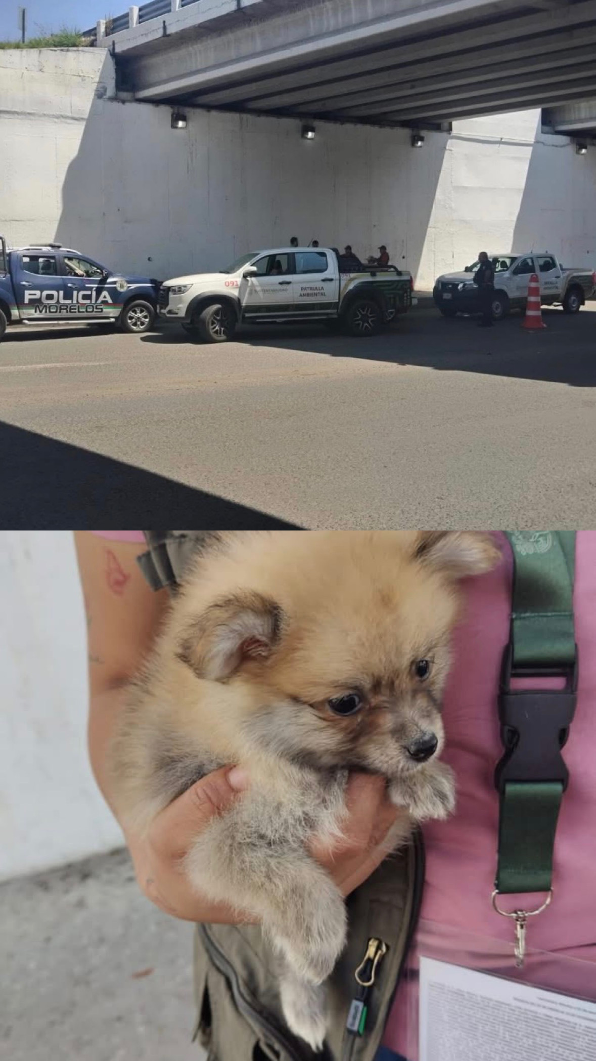 Detienen en Cuautla a  vendedor ilegal de perros durante operativo de PROPAEM