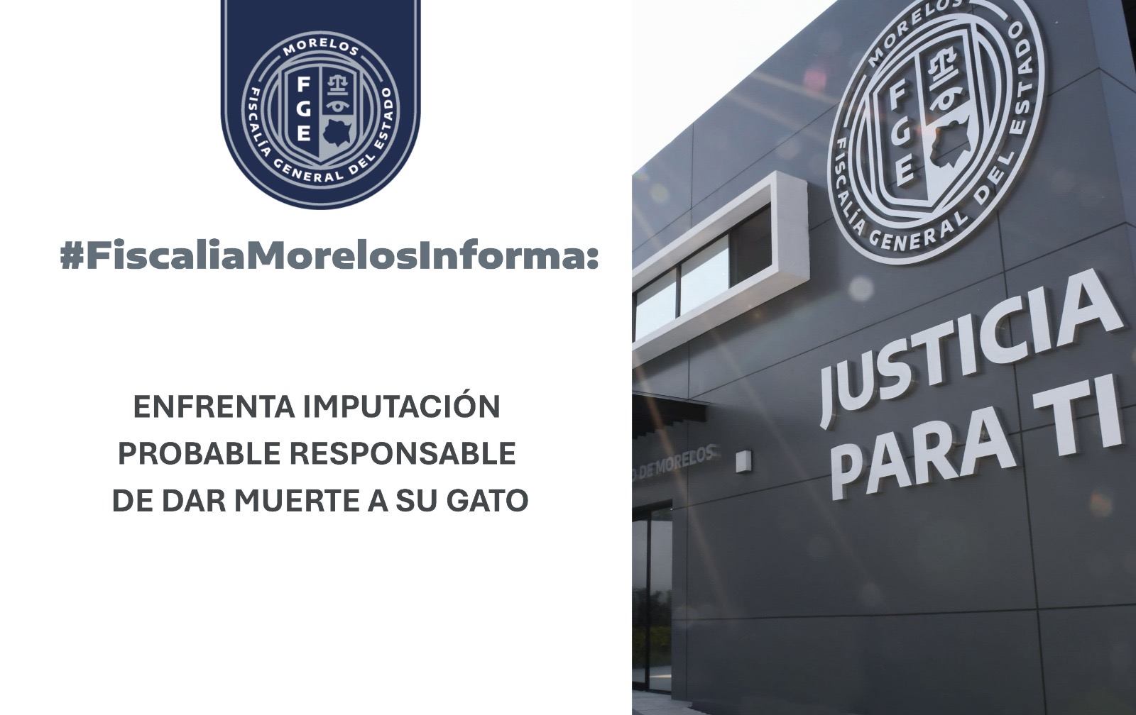 Procesan a hombre acusado de causar la muerte de un gato en Zacatepec Morelos