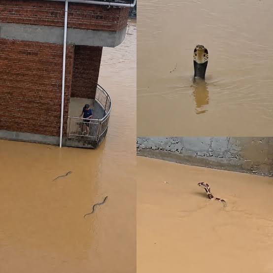 Inundaciones en China provocan la aparición de cobras y otras serpientes venenosas en zonas afectadas
