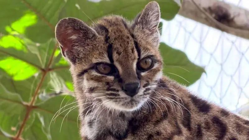 🐆 Descubren en Bolivia una nueva especie de gato salvaje; solo hay un ejemplar conocido