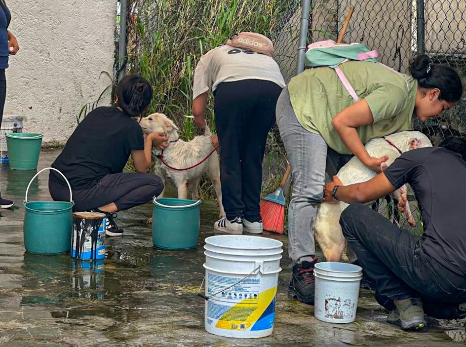 Promueve Cuernavaca el bienestar animal con jornada de baño y convivencia para perritos en resguardo municipal